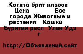 Котята брит класса › Цена ­ 20 000 - Все города Животные и растения » Кошки   . Бурятия респ.,Улан-Удэ г.